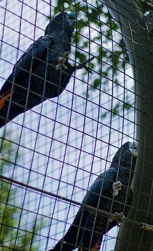 Parrots