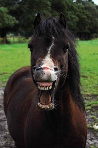 Horse teeth