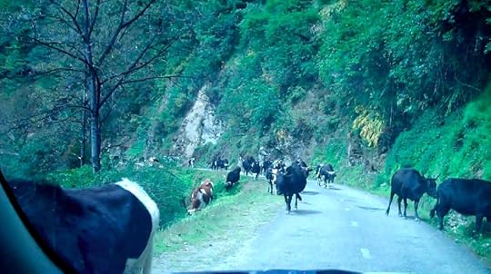 blog-2011-03-03-cattle.jpg