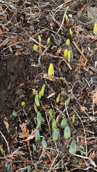 Daffodil_points