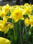 Daffodils2
