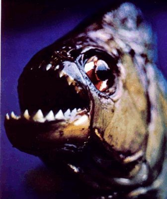 Piranha