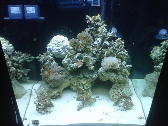37g display tank