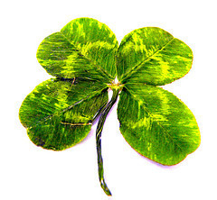 Happy St. Patrick's Day!