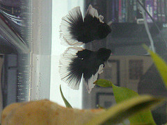 Ziggy the Space Goblin dances with his own reflection