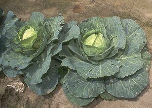 Cabbage (Brassica oleracea)