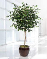 Silk ficus