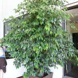 Midsized ficus