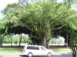 Future ficus