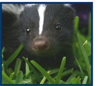 Skunk getting ready