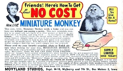 Mini Monkey