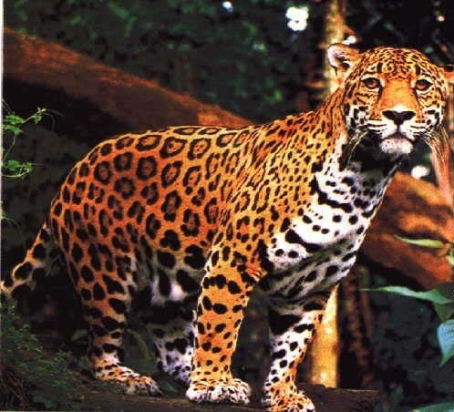 jaguar