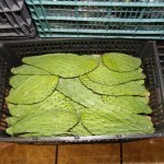 prickly pear cactus