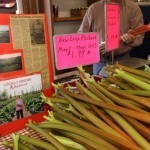 Rhubarb3