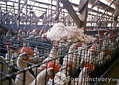 A dead hen's resting place