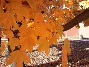 Pretty yellow leaves