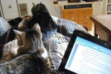 My challenging working conditions. Where's my dream study?