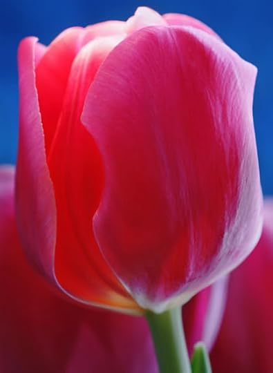 tulip.jpg