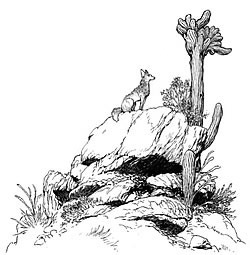 Coyote by Charle Vess