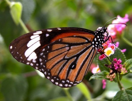 Striped_Tiger_butterfly_bhutan