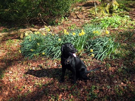 Tilly among the daffodils