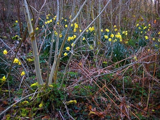 Wild daffodils
