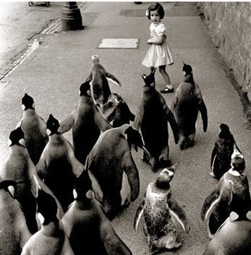 penguins chasing little girl