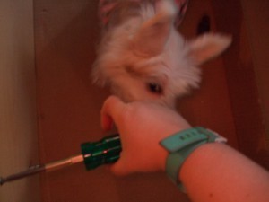 Petal-trying-to-chew-hand-screwdriver