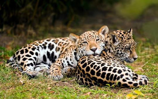 http://c.photoshelter.com/img-get/I0000YuYturCWJpY/s/750/600/0839C224.JPG