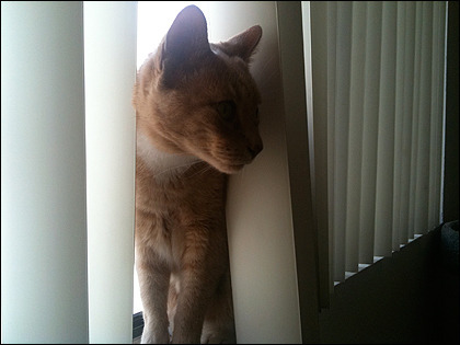 bob-window-cat.jpg