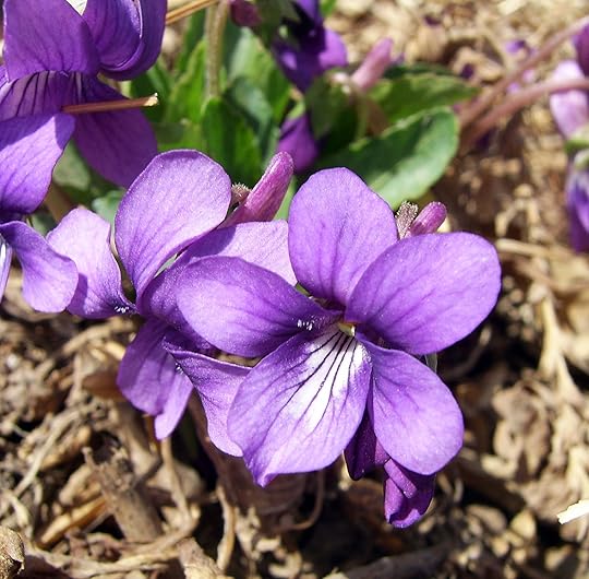 http://upload.wikimedia.org/wikipedia/commons/4/42/Purpleflower_Violet_.JPG