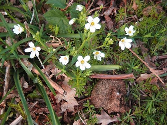 Spring 9