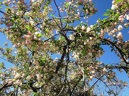 flowering crabapple April 2011 246