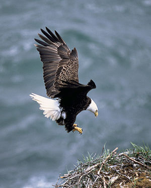 Haliaeetus leucocephalus (bald eagle) landing ...