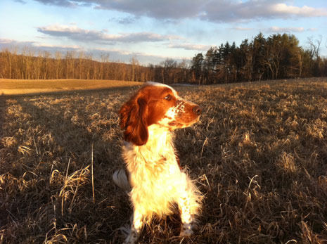 susan-orlean-dog.jpg