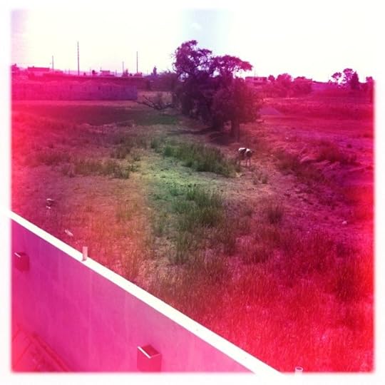 La vaca que modificaba la realidad.