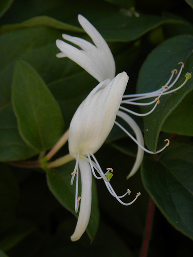 Lonicera periclymenum ✽ Chèvrefeuille ✽ Honeysuckle