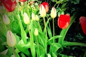 Red Flowers