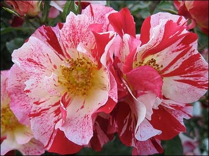 spring2011-rose2.jpg