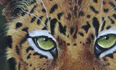 http://susty.com/image/jaguar-panther-onca-south-america-rainforest-portrait-striking-green-eyes-white-whiskers-black-spots-sits-rock-calm-peaceful-cat-susty-photo.jpg