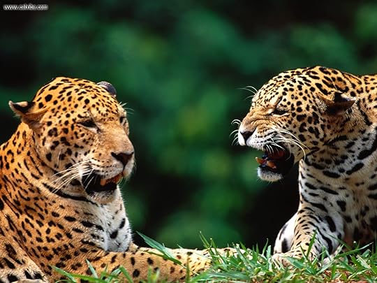 http://www.wallpaperweb.org/wallpaper/animals/1600x1200/Being_Catty_Jaguars.jpg