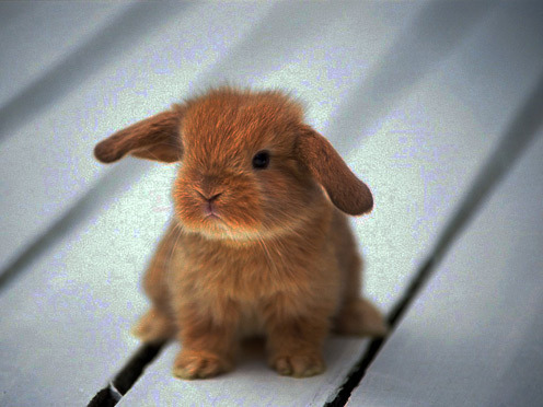 Rabbit34_1024x768