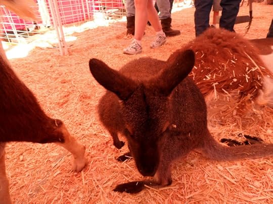 wallaby in petting zoo