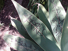 Graffiti Cactus