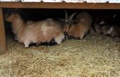 goats1