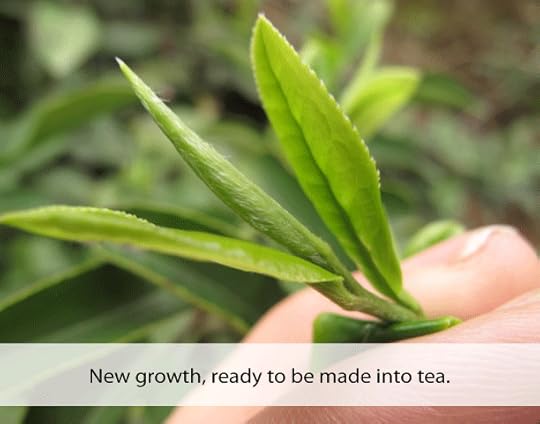 picking tea