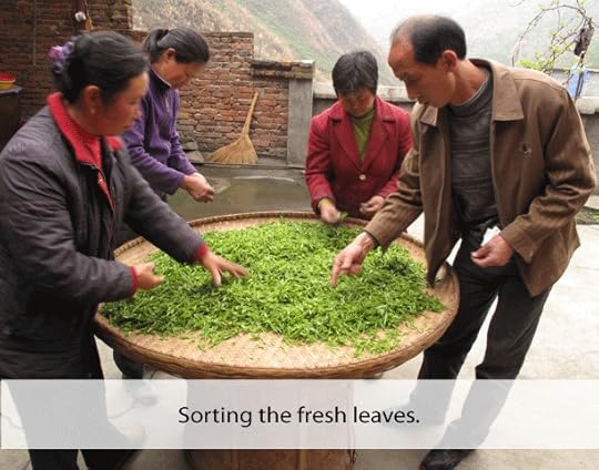 picking the teas