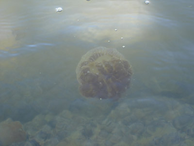jellyfish Swancon 36, Natcon 50 the report