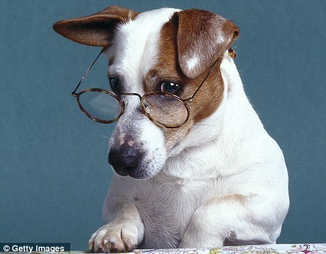Teaching an old dog new tricks: Author Ryan O'Meara suggests that our most faithful companions can teach us much about finding happiness and fulfilment