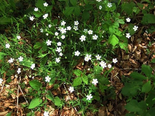 Stitchwort in the early morning sun